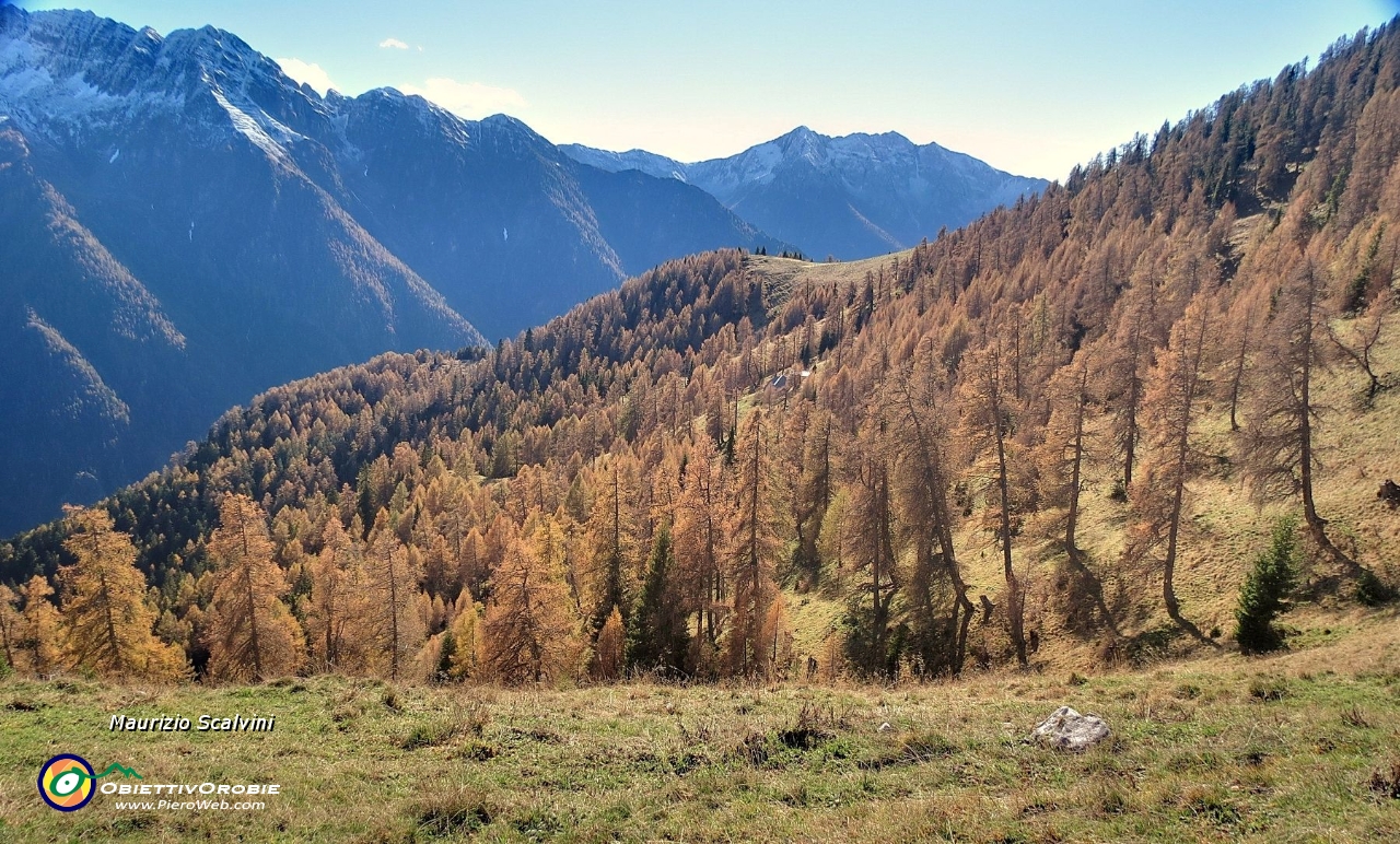 27 Controluce del lariceto....JPG